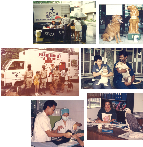 Collage of old photos from SPCA