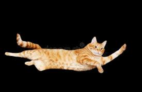 Cat flying