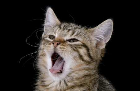 Cat yawning