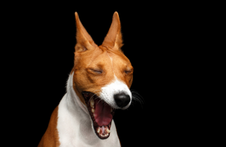 Dog yawning