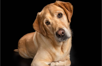 Comet the Labrador