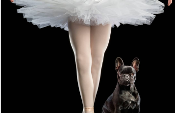 Buffie the French Bulldog