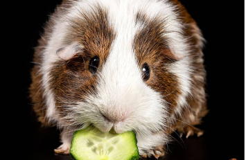 Cucumber the Guinea Pig